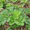 정일품농장 이미지