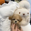 이정훈 강아지 이미지