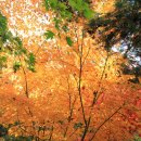 가을단풍의 성지 곤지암 화담숲＜펌＞ 이미지