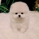 우리집 막둥이 이미지