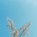 꽃송이가 이미지