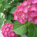 해금강로 이미지