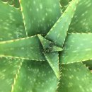 🏥화상을 입었을 땐, 알로에 베라(aloe vera) 이미지