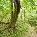 오방길(산성길) 이미지