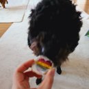 카페트라슈 이미지