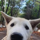 견학생스쿨 | 시흥 애견훈련 견학생스쿨에서 교육받은 후기