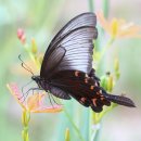 나비야 청산가자 이미지