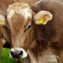 임상 농장 이미지