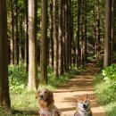 화인애견 이미지