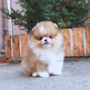 성북-종암-1600 | 종암강아지분양 잊을 수 없는 감동적인 만남 후기