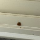 꽃피는산골민박 이미지