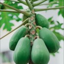 콜럼버스파파야