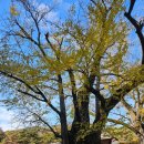 백왕사 | [경북청도] 적천사 천년고찰 800백년은행나무