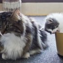 블루드라이어드 이미지