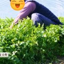 빛나농장 이미지