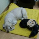 멍멍회관 이미지