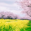 제주 녹산로 벚꽃 유채꽃 이미지
