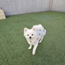 101애견유치원 이미지