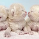 캣파라다이스 일산점 이미지