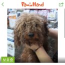 펫 앤 쉘터 동물병원 이미지