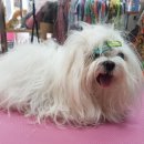 윤퍼피살롱 이미지