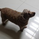 나의 반려견 이미지