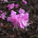 복숭아꽃살구꽃 이미지