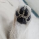 [학습多방]반려동물 수제간식 만들기 | 다이소 고양이 간식, 정말 먹여도 될까? (집사의 솔직 리뷰 &amp; 성분 분석)