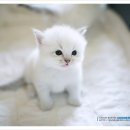 나비캐터리 이미지