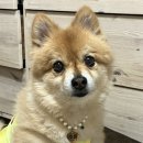 강아지 고양이 인식표 목걸이 &#39;위드몽뜨&#39; 진주목걸이 착용+후기