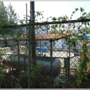 금산인삼랜드(대전) 이미지