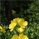 토담민박 이미지