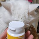 (주)초원애니멀헬스 | 고양이 변비 유산균 추천 300억 균주수 효과