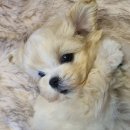 아이러브독 강아지분양 부천점 이미지