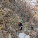 비둘기모사 이미지