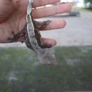 라피스게코 이미지