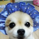 레오로사