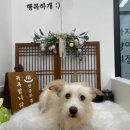 진이네 강아지풀 이미지