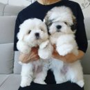 한국꼬똥켄넬 이미지