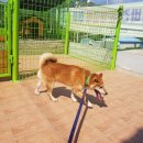 수원시바견 이미지