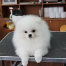 GROOMING 107 이미지