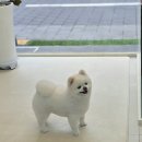 행복한애견미용실 이미지