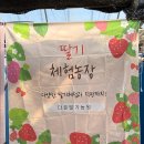다은농장 | 경북 아이와 가볼만한 곳: 고령 다은딸기농원 체험 후기 (예약, 가격, 꿀팁 총정리)