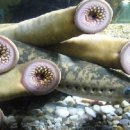 칠성장어 이미지