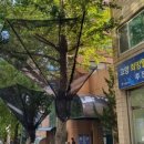 고양아, 안녕? 이미지