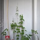 세븐일레븐 이촌점 이미지