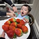 199 | 천호 애슐리 퀸즈 딸기축제 2026 | 23개월 아기랑 내돈내산 후기 (올데이199 매장 추천)