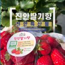 봄의마을 종합교육센터 | 진안군귀농귀촌종합지원센터 실용교육 딸기 진안딸기향 다녀온 후기