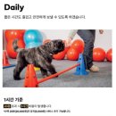 펌킨 펫하우스 서울숲 네이버블로그