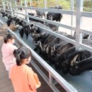 흑염소목장 이미지